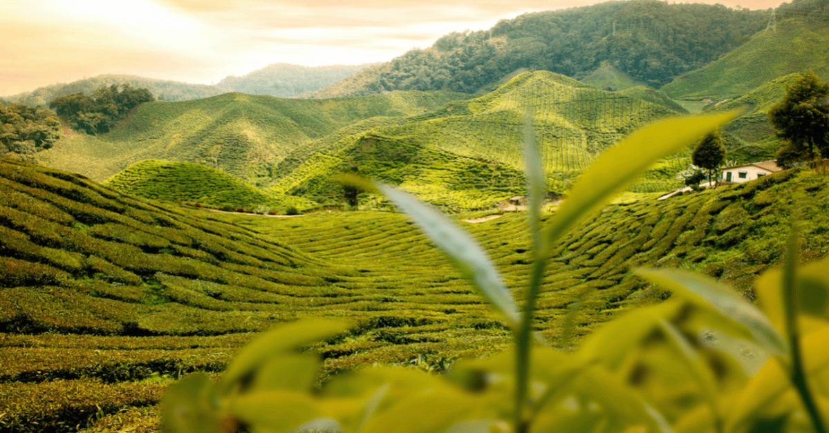 About Wayanad Oriental